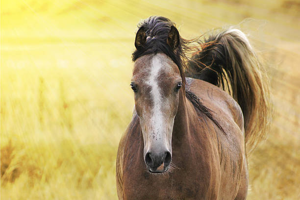 istock Running horse autumn. 187666180