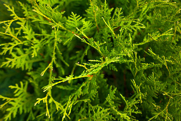 thuja, texture - хвоя foto e immagini stock