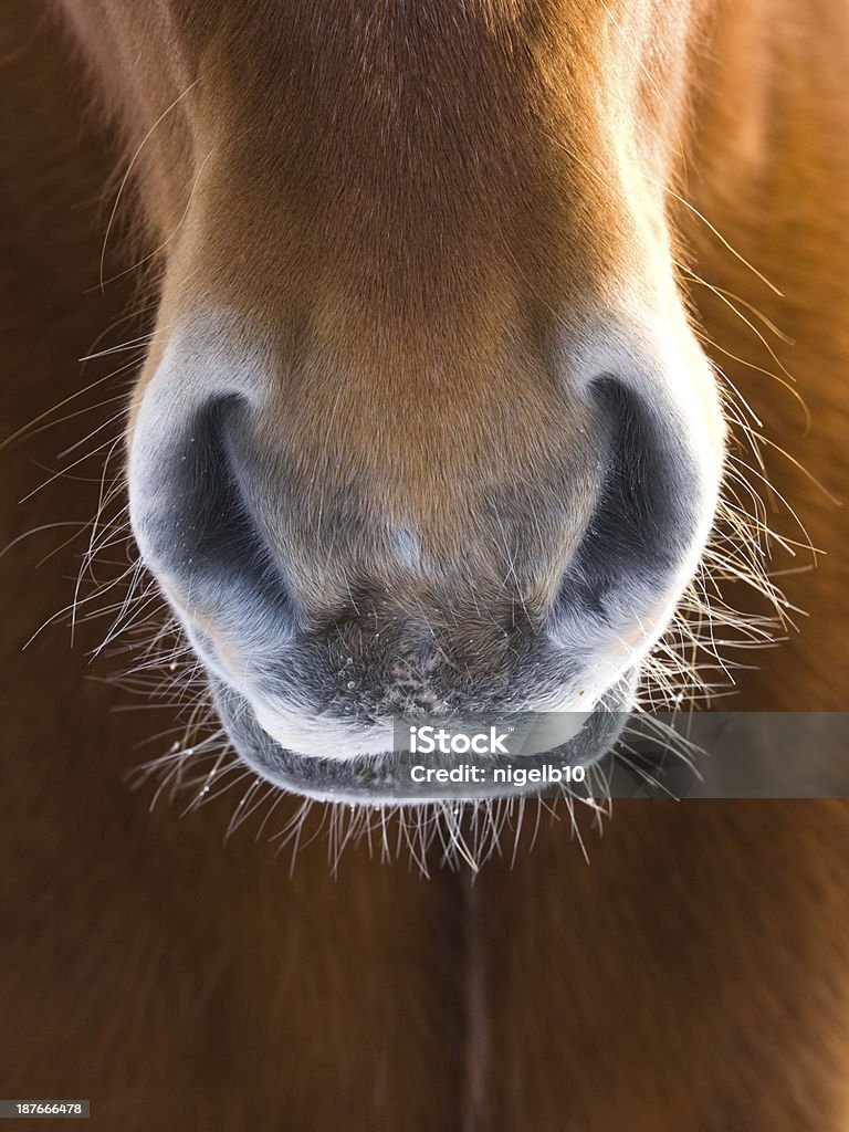 Pferd Abstrakt - Lizenzfrei Pferd Stock-Foto