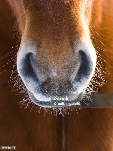 Pferd Abstrakt Stockfoto und mehr Bilder von Pferd - Pferd, Abstrakt, Domestizierte Tiere