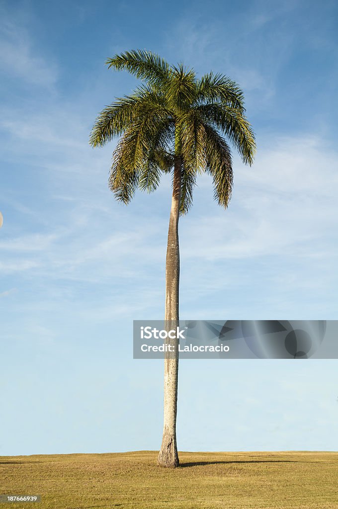 Palm tree - Foto de stock de Aire libre libre de derechos