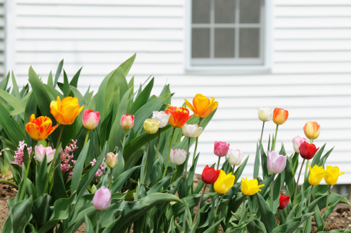 Beautiful variety of spring flowers growing beside the house.Tulips.