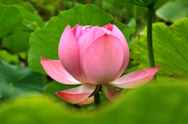 istock Blossom lotus flower 187668231