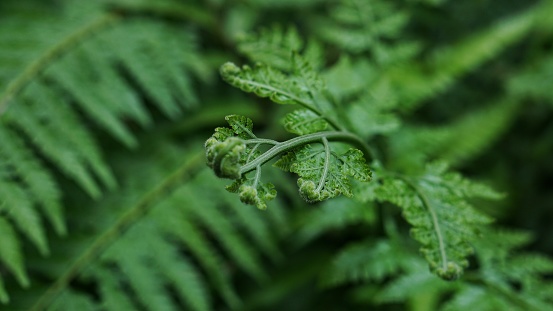 Macro of tightly furled new-growth shoots of a fern. Soft shoots of fern leaves