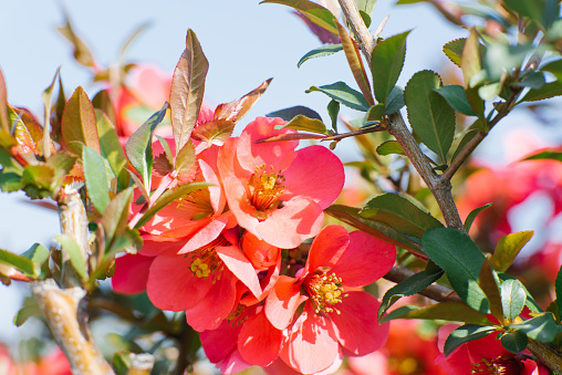 Scarlet flowers of Japanese quince close-up in the spring garden on a Sunny day. Selective focus. Postcard