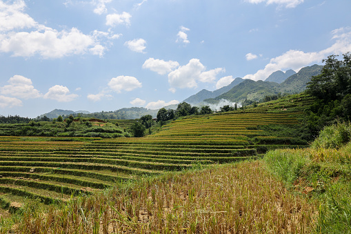 rice terraces at Sapa in the harvest season, Vietnam