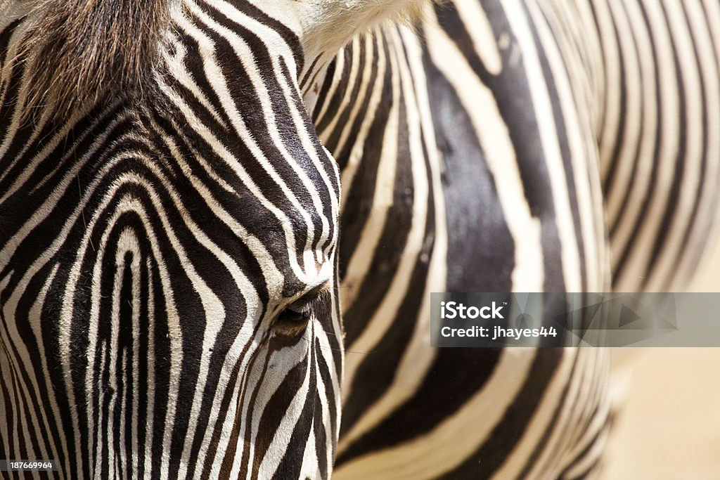 zebra - Foto de stock de Animal royalty-free