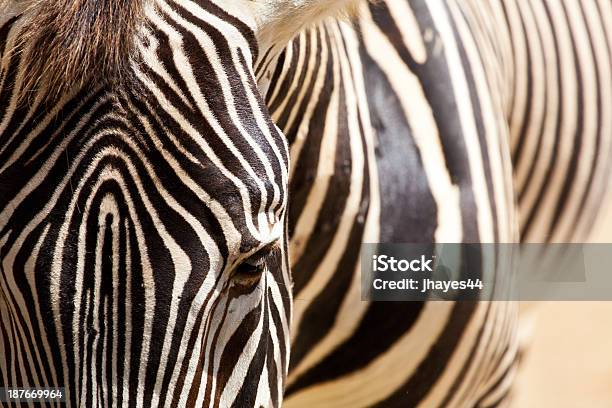 Foto de Zebra e mais fotos de stock de Animal - Animal, Branco, Camuflagem