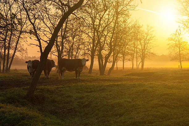 istock Farmland in autumnal sunrise 187670722