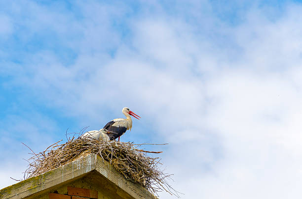 white stork family nest with little babies