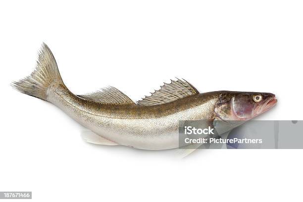 Frische Zander Stockfoto und mehr Bilder von Einzelner Gegenstand - Einzelner Gegenstand, Einzelnes Tier, Fisch