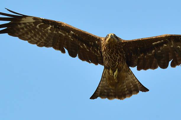 istock Black kite in Nepal 187671970