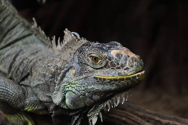 istock Closeup picture of iguana. 187673357