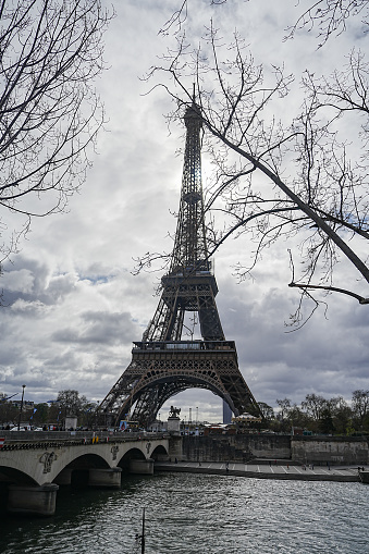 Black and white graphic image of the Eiffel tower under a tree branch