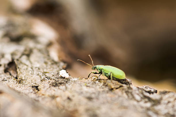 istock shot of a green weevil 187673781