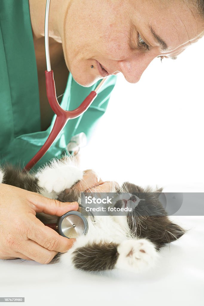 Veterinary with kitten Veterinary conducting a review to a kitten Adult Stock Photo