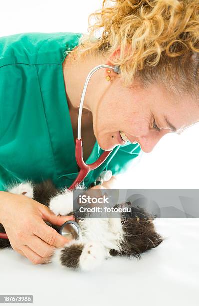 Veterinary With Kitten Stock Photo - Download Image Now - Adult, Animal, Animal Hospital