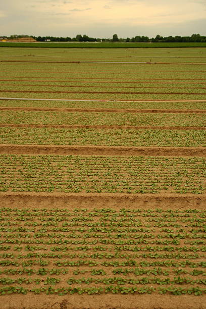 Field in spring Farmers fieldField with growing plants in spring time kultivieren stock pictures, royalty-free photos & images