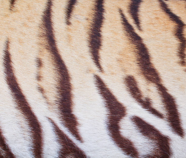 istock beautiful tiger fur  colorful texture 187674191