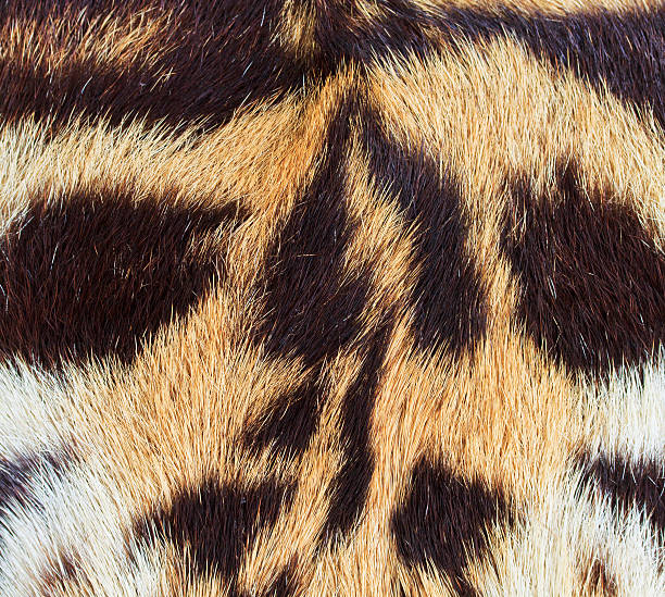 beautiful tiger fur - colorful texture with orange, beige, yellow and black