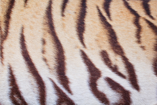 beautiful tiger fur - colorful texture with orange, beige, yellow and black