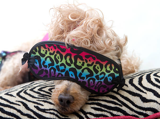 istock Close-Up Of Sleeping Poodle 187674306