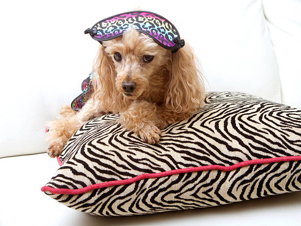 istock Lounging On Zebra Print Pillow 187674411