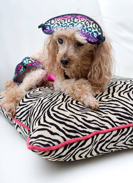 istock Leopard Print Dog on Zebra Pillow 187674417