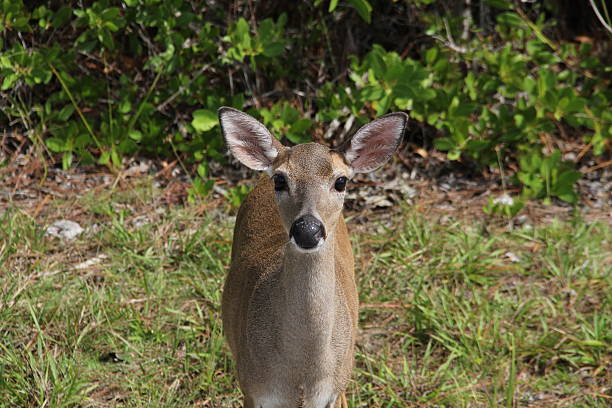 The Florida Key Deer stock photo