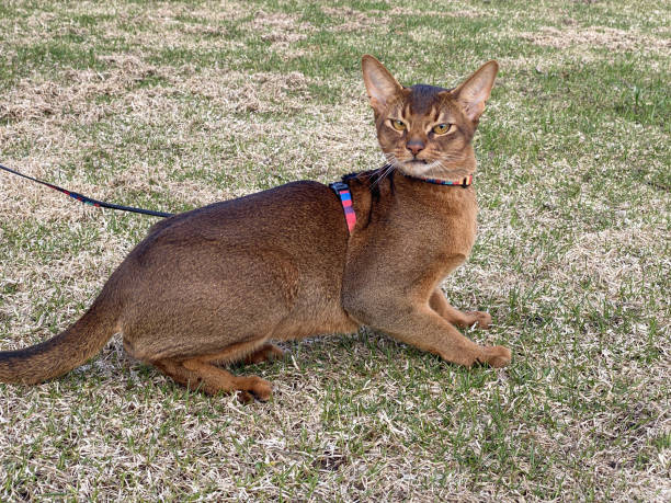 istock A cat in harness walking in the garden 1876749927