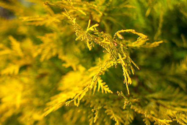 thuja, texture - хвоя foto e immagini stock