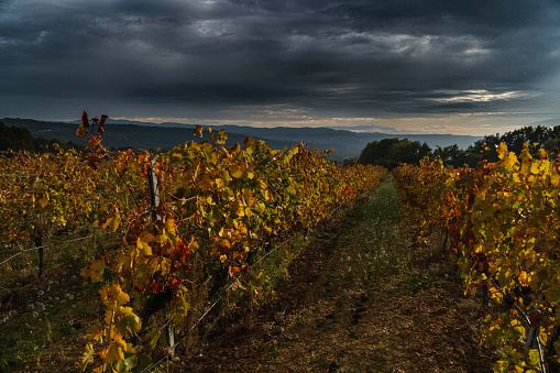 Provence vineyards in autumn colors