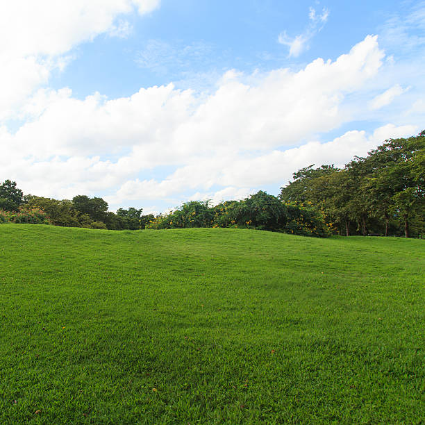 istock Green lawn and trees in the park 187676193