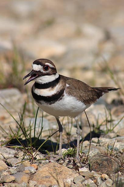 istock Killdeer on a gravel bed. 187676684