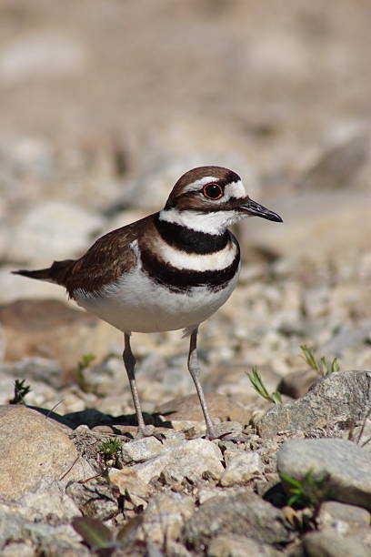 istock Killdeer on a gravel bed. 187677810