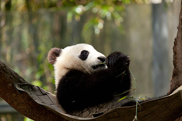 istock Immature Giant Panda Bear 187677839