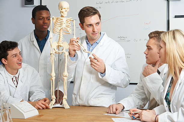 profesor con el modelo de esqueleto humano en clase de biologia - anatomy classroom human skeleton student fotografías e imágenes de stock