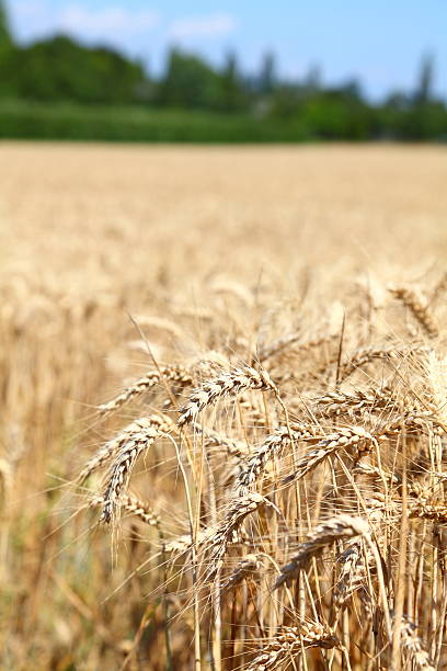 istock ripe wheat corn cereal plant field 187678140