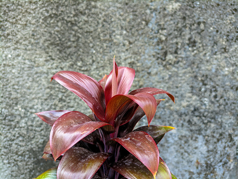 Hanjuang or andong (cordyline fruticosa) is often used for ornamental plants at home because it has a very beautiful shape and color. Beautifully colored plants on a rough cement wall background.