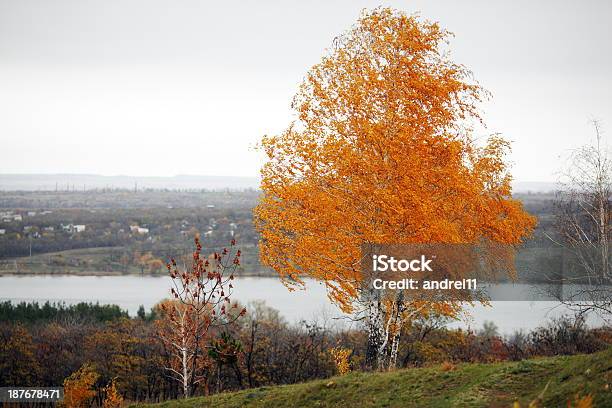 Albero - Fotografie stock e altre immagini di Ambientazione esterna - Ambientazione esterna, Autunno, Betulla