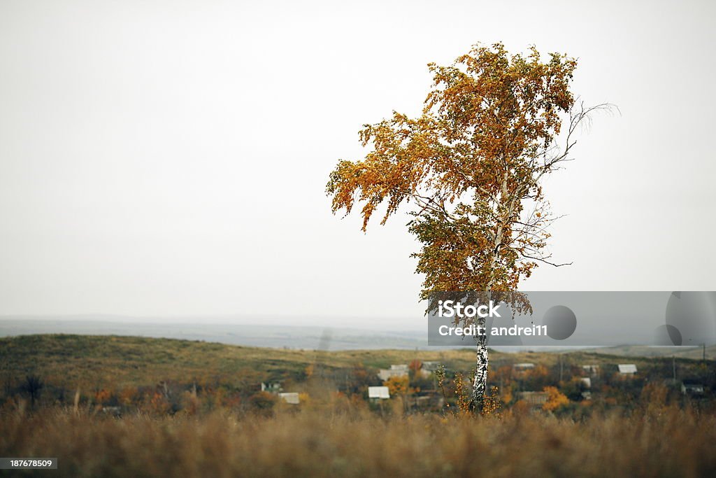 árvore - Foto de stock de Bétula royalty-free