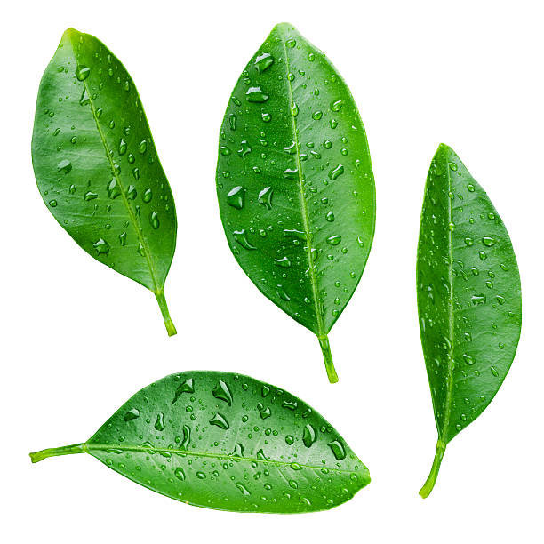 istock Orange leaves with drops isolated on white. 187678779