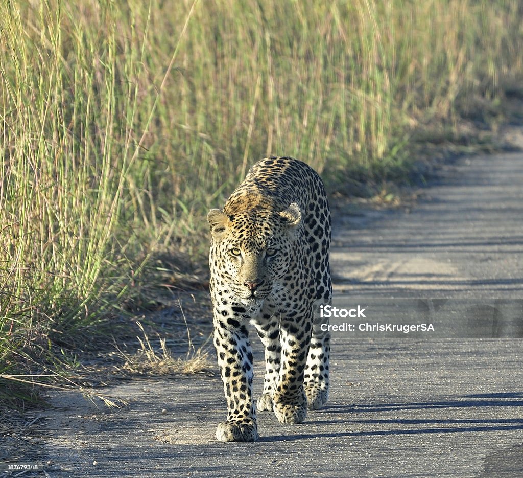 Leopard Leopard in the Kruger Park, South Africa Africa Stock Photo