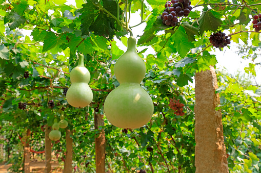 Ready to ripen gourd in a plantation, Lulong County, Hebei Province, China