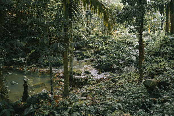 Malaysia Rainforest with stream of water
