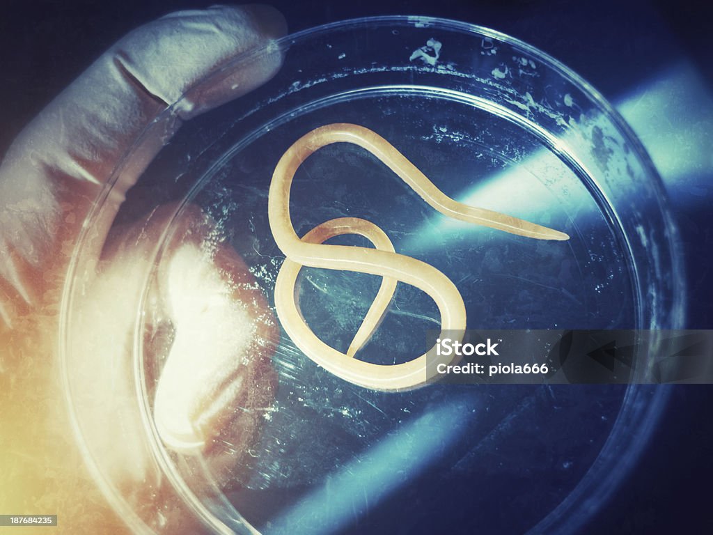 있는 Ascaris nematode 기생충 페트리 접시 - 로열티 프리 STEM-주제 스톡 사진