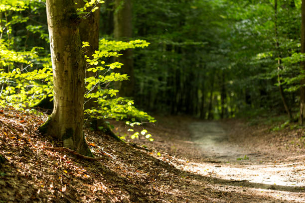 istock Forest, in the foreground a tree trunk with leaves illuminated by sunlight, in the background a trail in the middle of the trees 1876854562