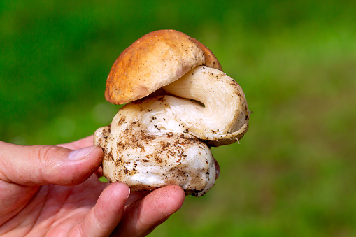 Mushroom curved in the form of the letter \