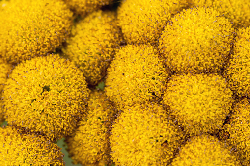 Tansy flowers as a background, texture, pattern.