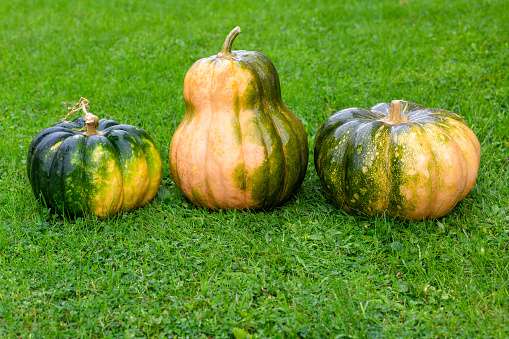 Three pumpkins of different shapes lie on the green grass. Halloween. Copy space.